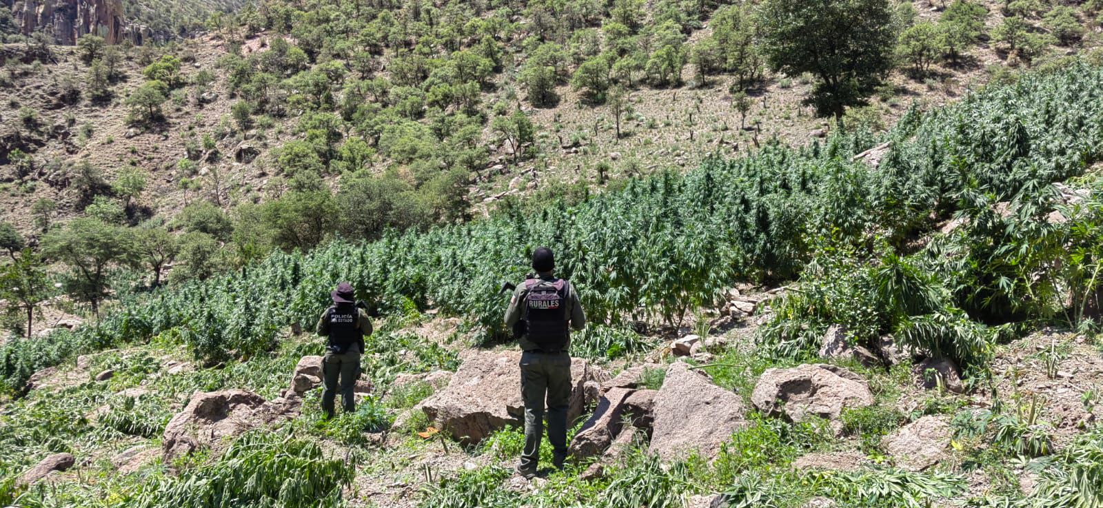 Destruyen Mil Plantas De Mariguana En El Potrero Namiquipa Norte