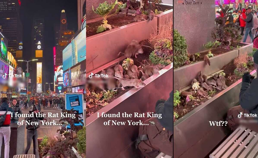 Time Square Rats Ratas “invaden” Times Square en Nueva York… hombre las alimenta - Norte ...