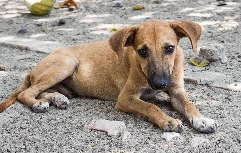 Día Del Perro Callejero ¿por Qué Se Celebra El 27 De Julio Norte De