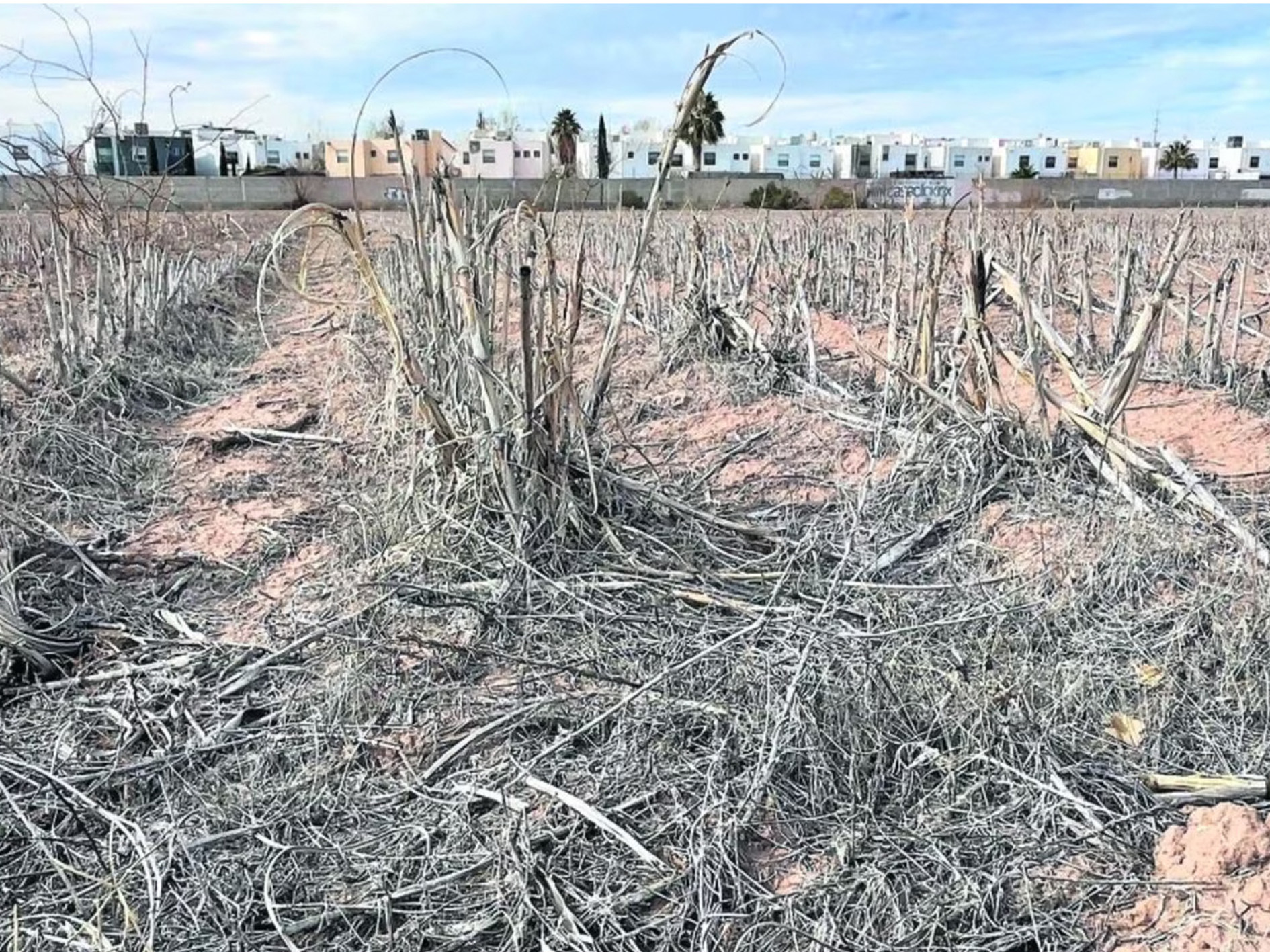 En sequía extrema, tres cuartas partes de Chihuahua - Norte De Chihuahua