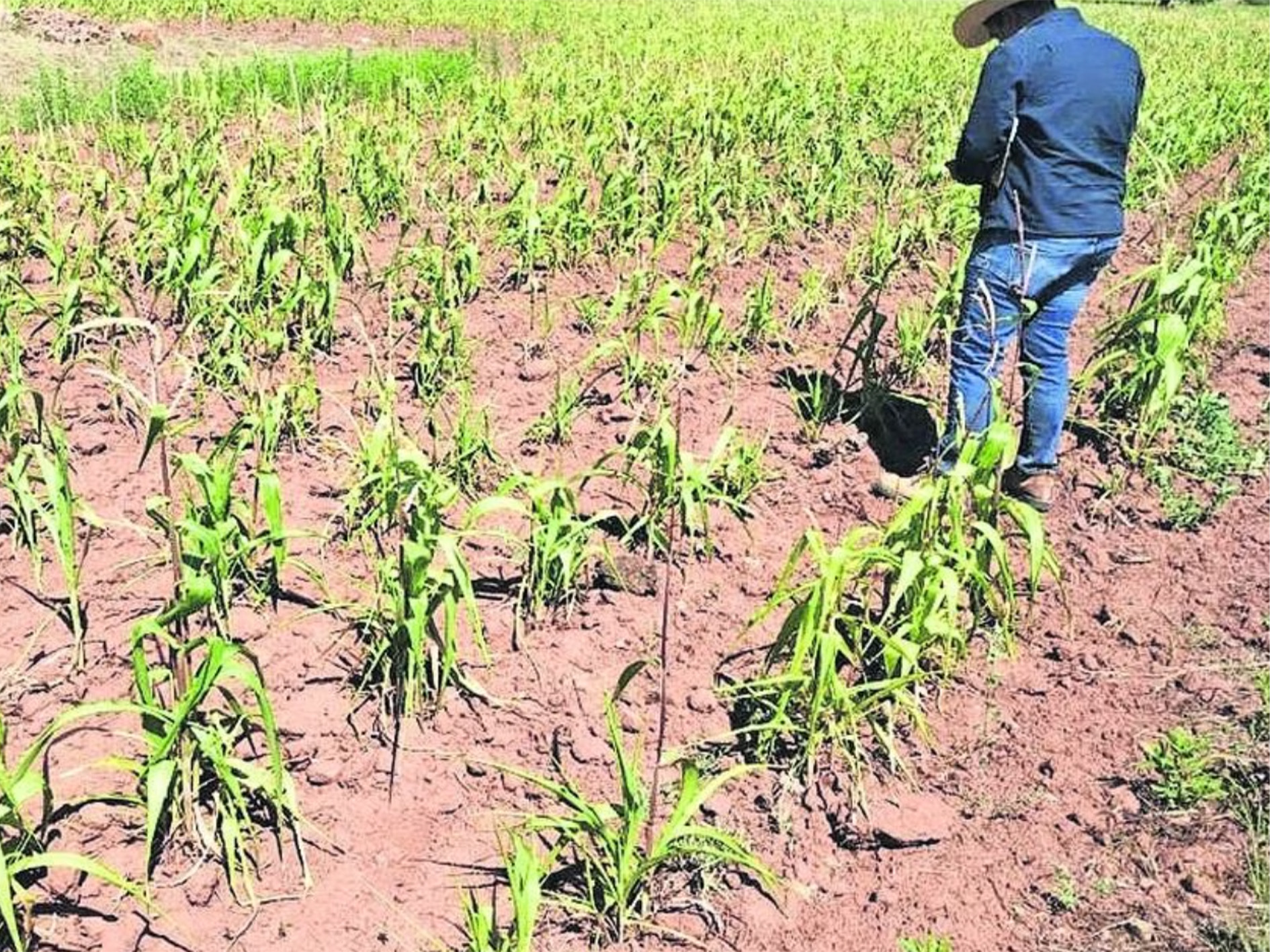 En Sequía Extrema Tres Cuartas Partes De Chihuahua Norte De Chihuahua